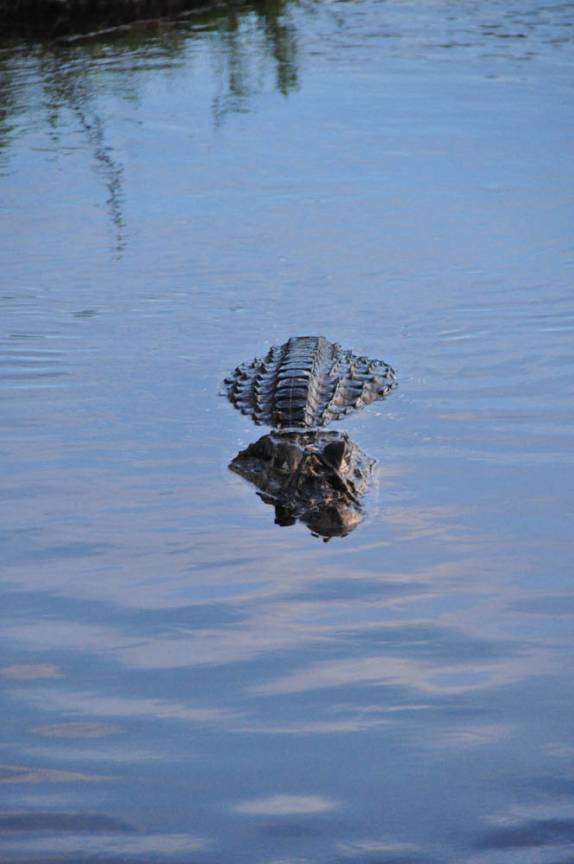 Encontro com jacaré em rio em frente à Pousada Uacari, na Reserva do Mamirauá, região de Tefé, no Amazonas